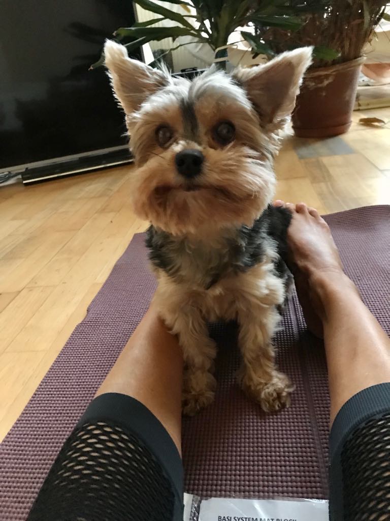 Principiile Pilates: respirație, concentrare, centrare, control, precizie, fluiditate